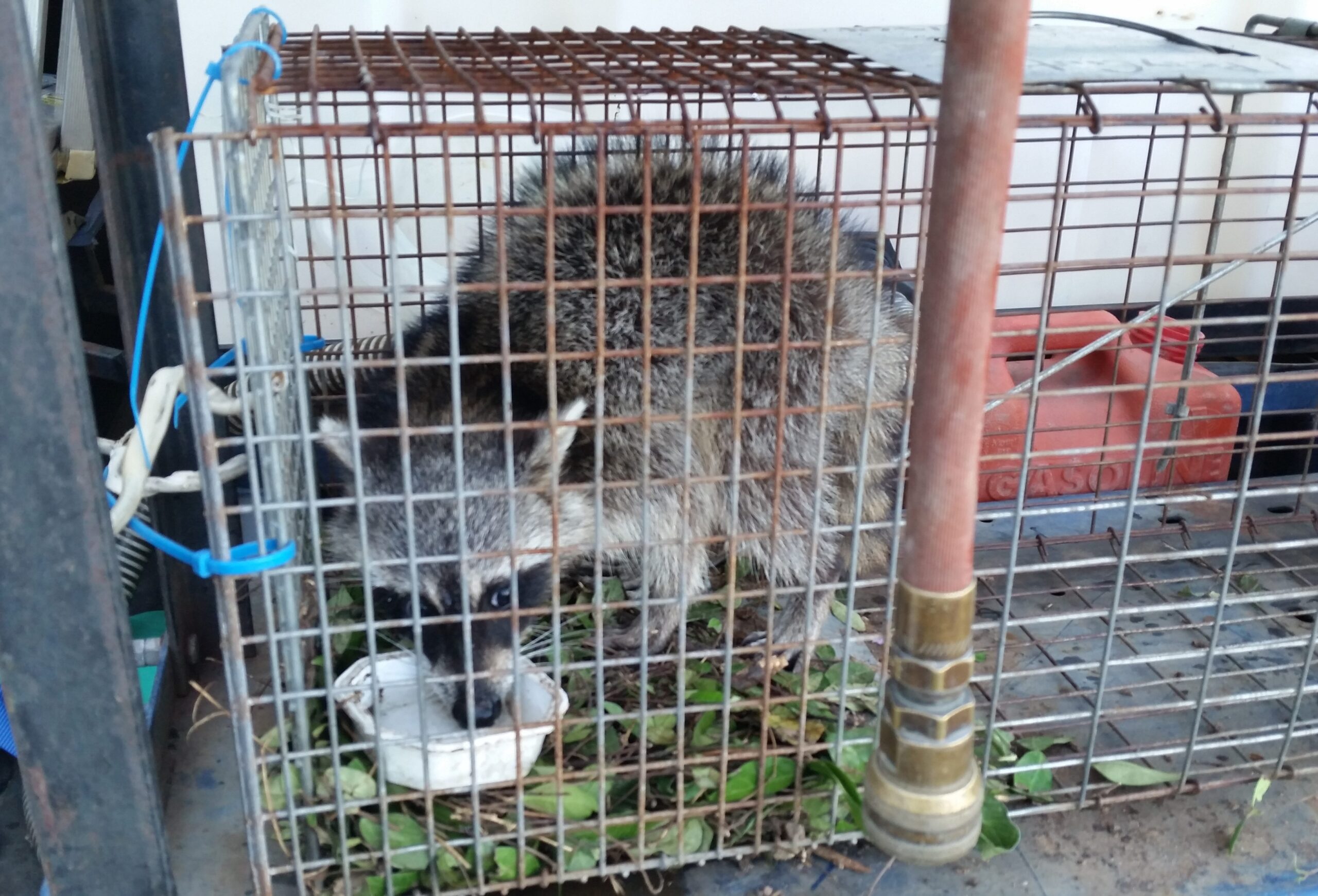 Catch and release mammal control