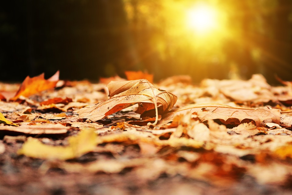 Autumn