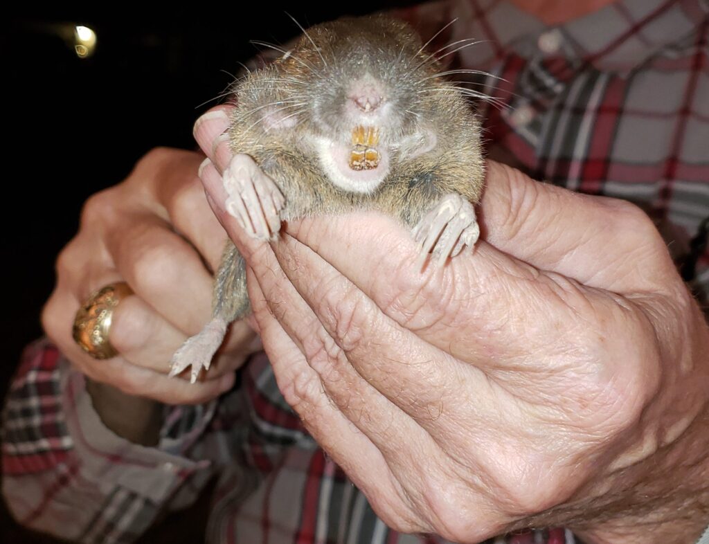 Pest Control Services in Bryan/College Station: Cotton Rats, Gophers and Moles