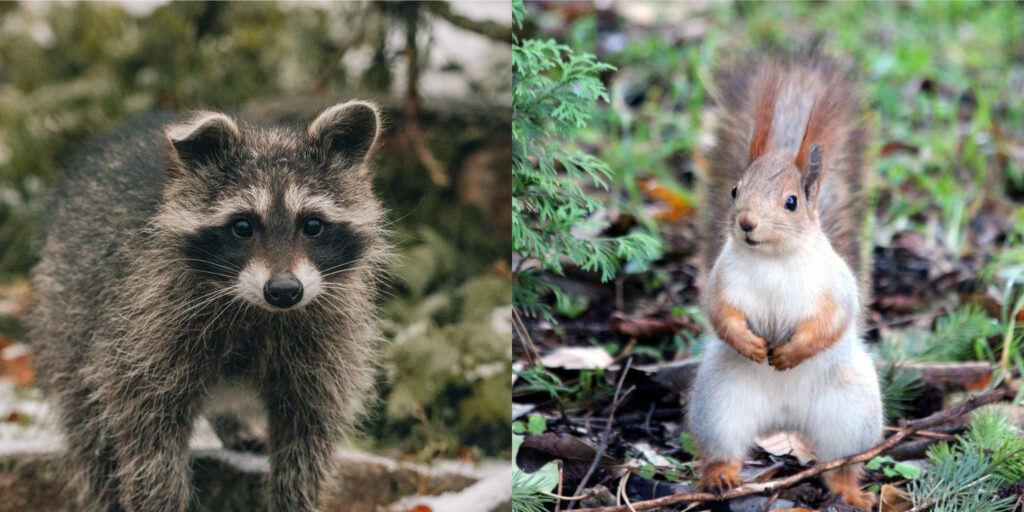 Raccoons and Squirrels Invading Your Home